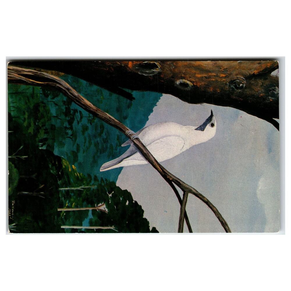 Naked Throated Bell Bird Painting Postcard - Pittsburgh Aviary Art